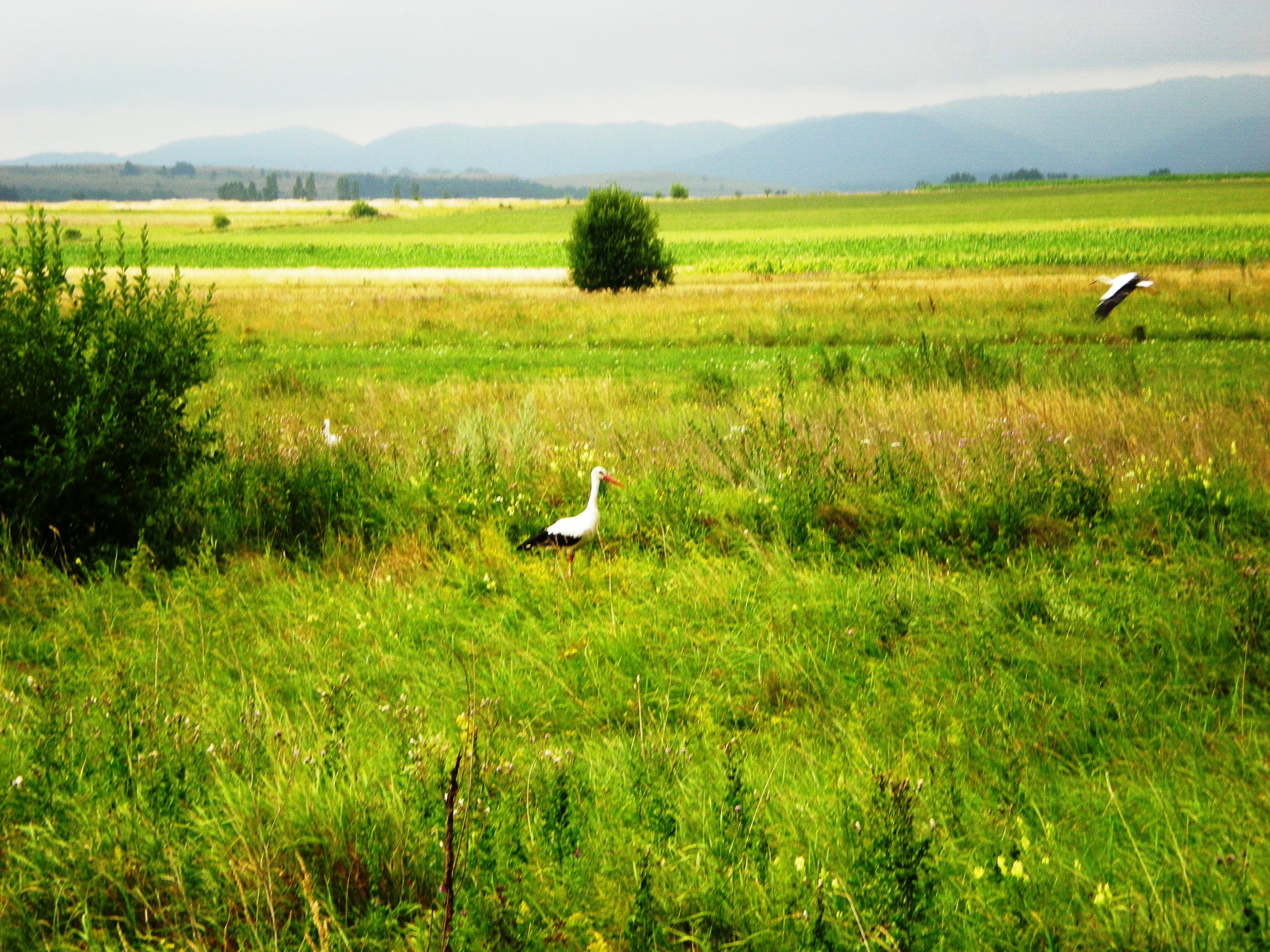 Storks in Falticeni